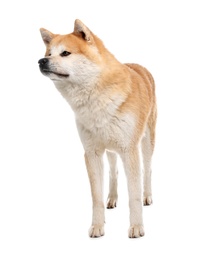 Photo of Cute Akita Inu dog isolated on white