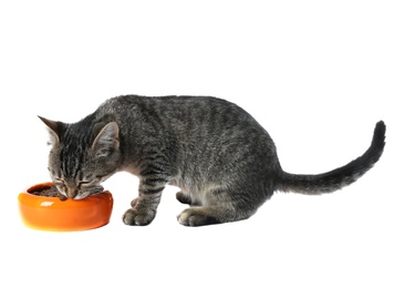 Grey tabby cat eating from bowl on white background. Adorable pet