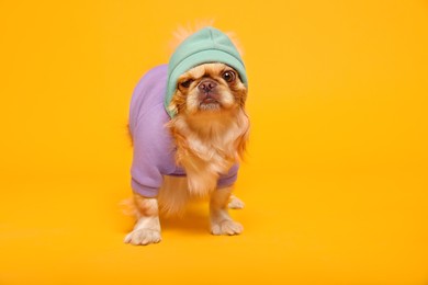 Photo of Cute Pekingese dog in pet clothes on yellow background. Space for text