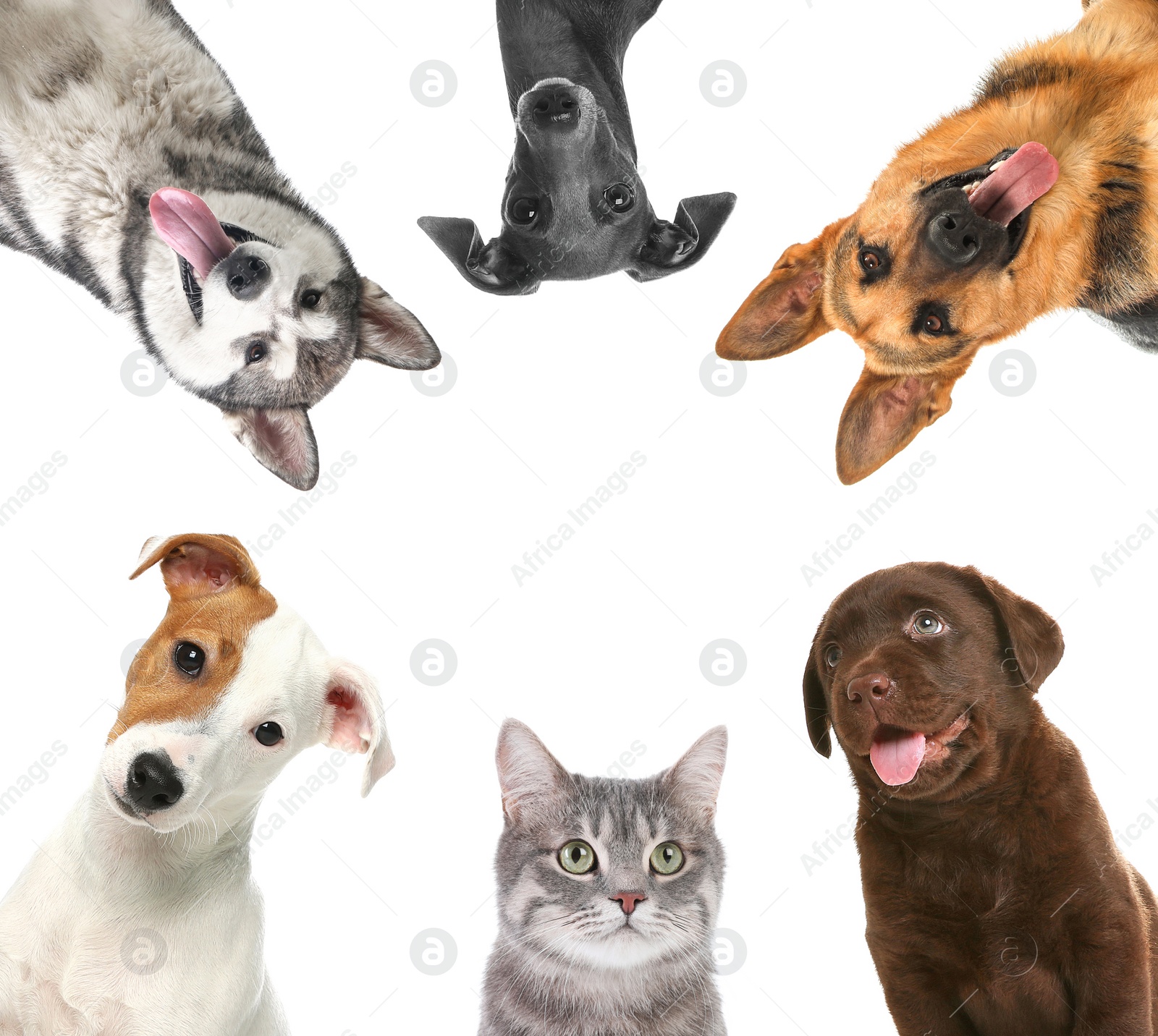 Image of Set with different cute pets on white background