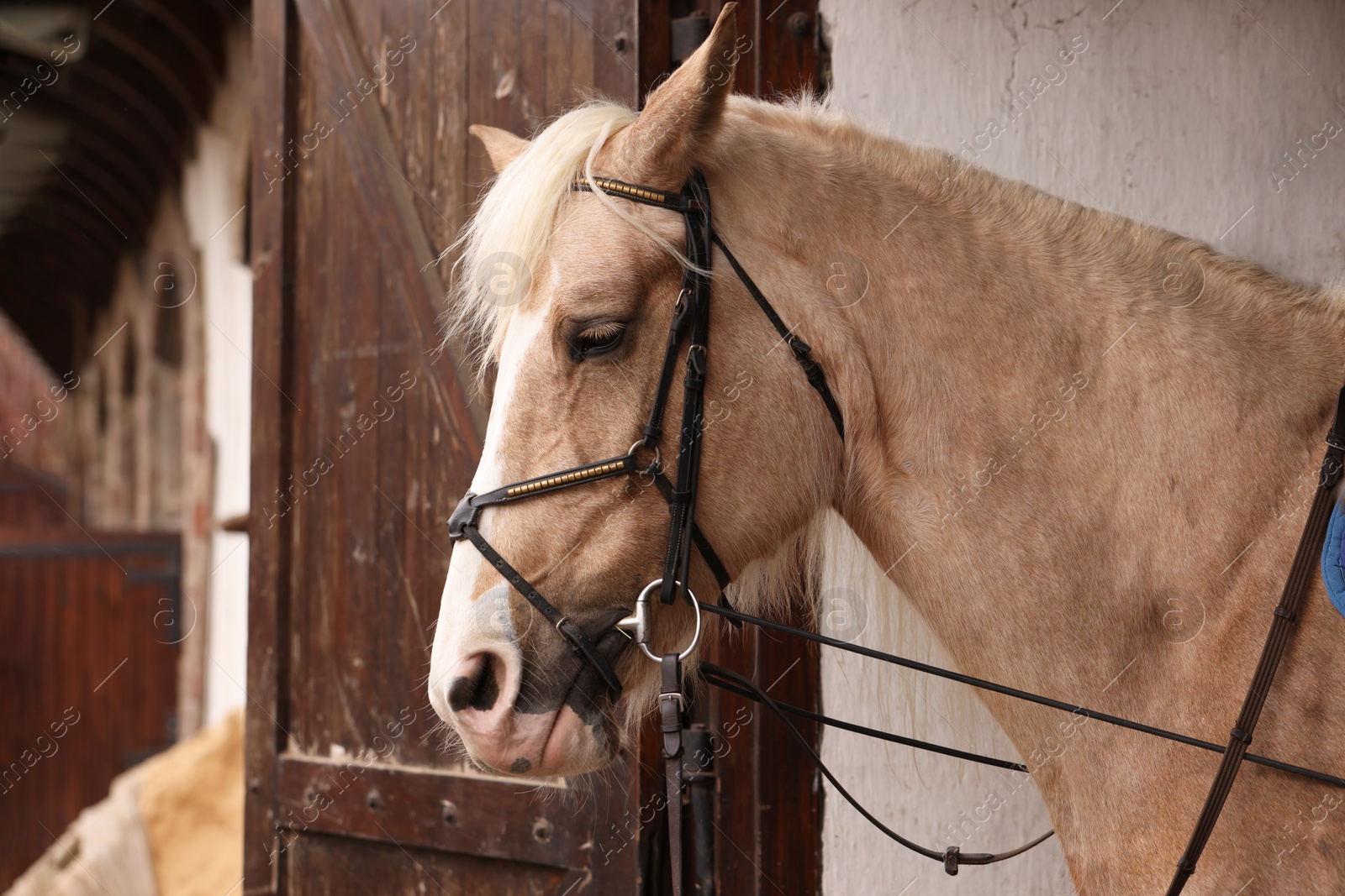 Photo of Adorable horse in stable. Lovely domesticated pet