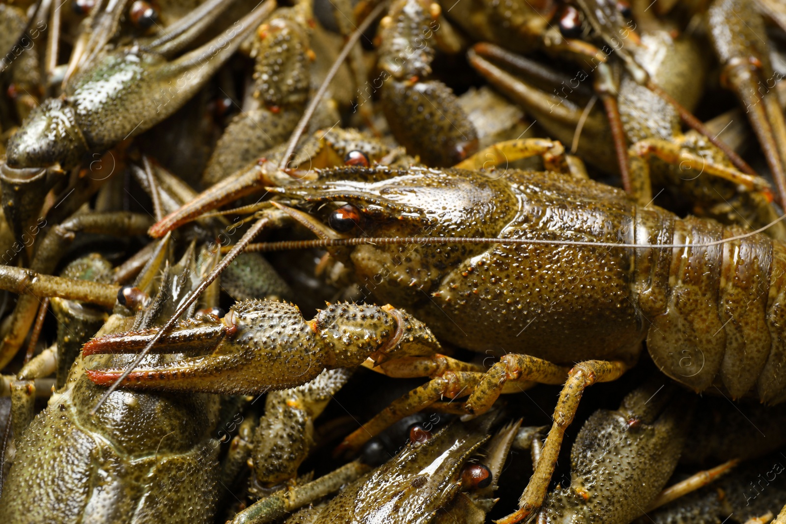 Photo of Fresh raw crayfishes as background, closeup. Healthy seafood