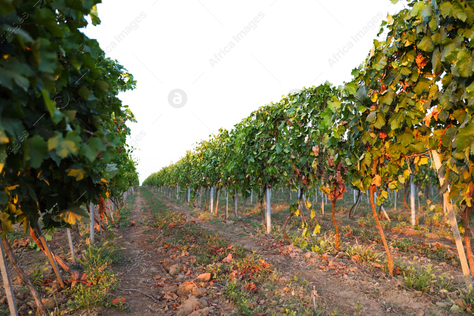 Photo of Beautiful view of vineyard rows at sunset