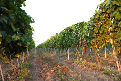 Photo of Beautiful view of vineyard rows at sunset