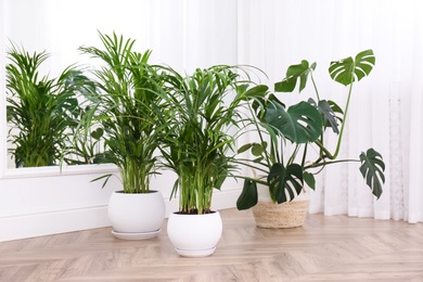 Photo of Different beautiful indoor plants on floor in room. House decoration
