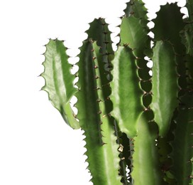Photo of Beautiful cactus on white background, closeup. Tropical plant
