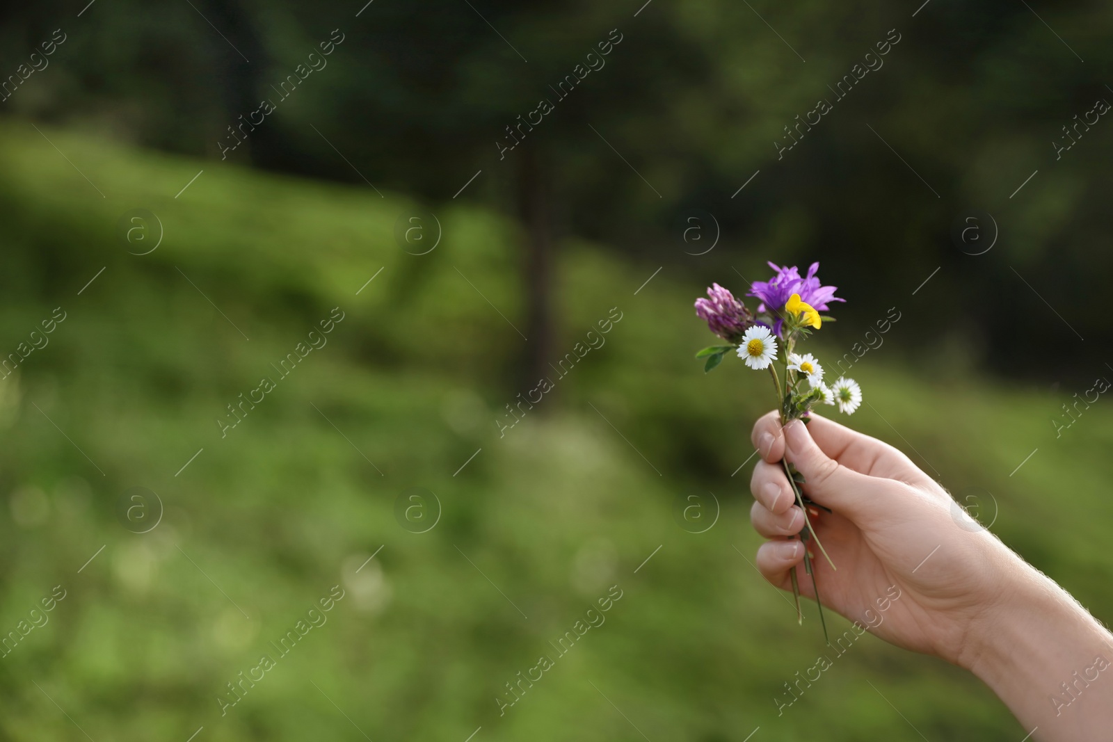 Photo of Woman holding bouquet of beautiful meadow flowers against blurred background