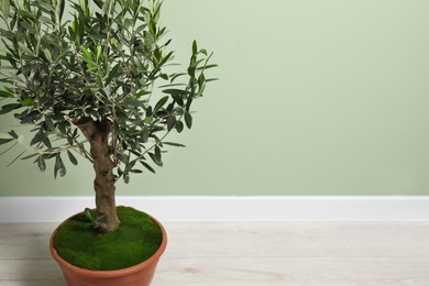 Olive tree in pot near light green wall indoors, space for text. Interior element