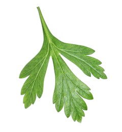 Photo of Fresh green parsley leaf isolated on white