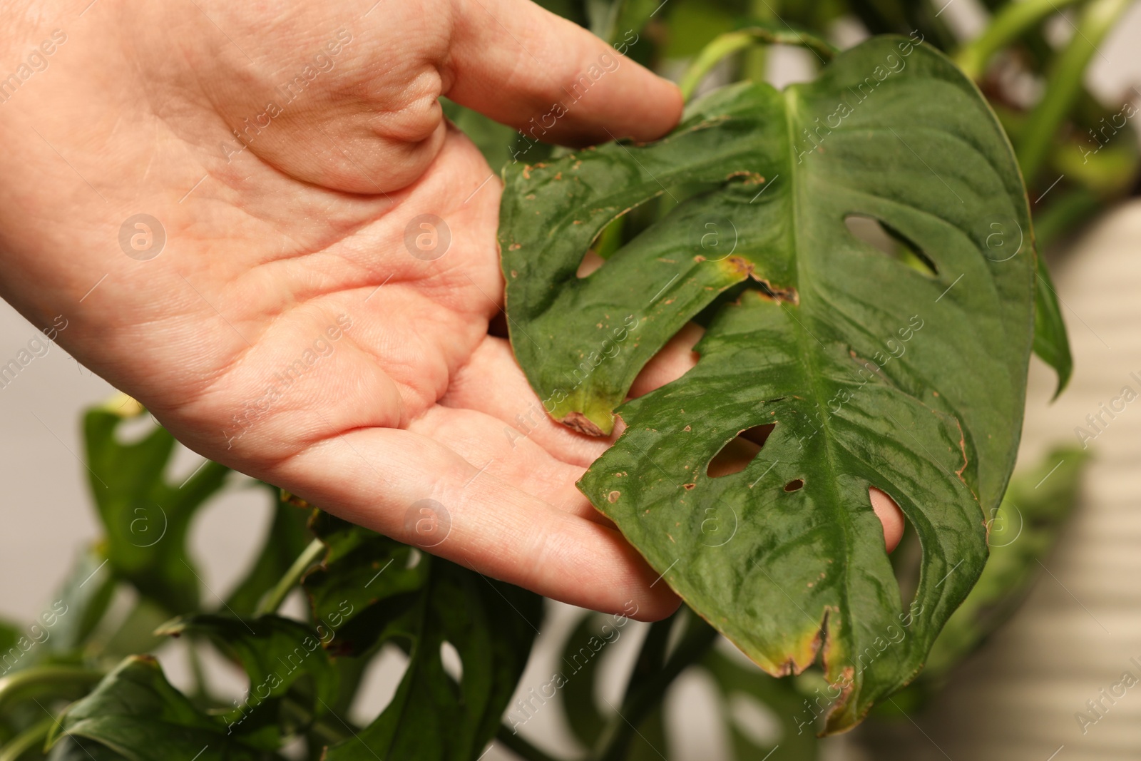 Photo of Man touching houseplant with damaged leaves indoors, closeup