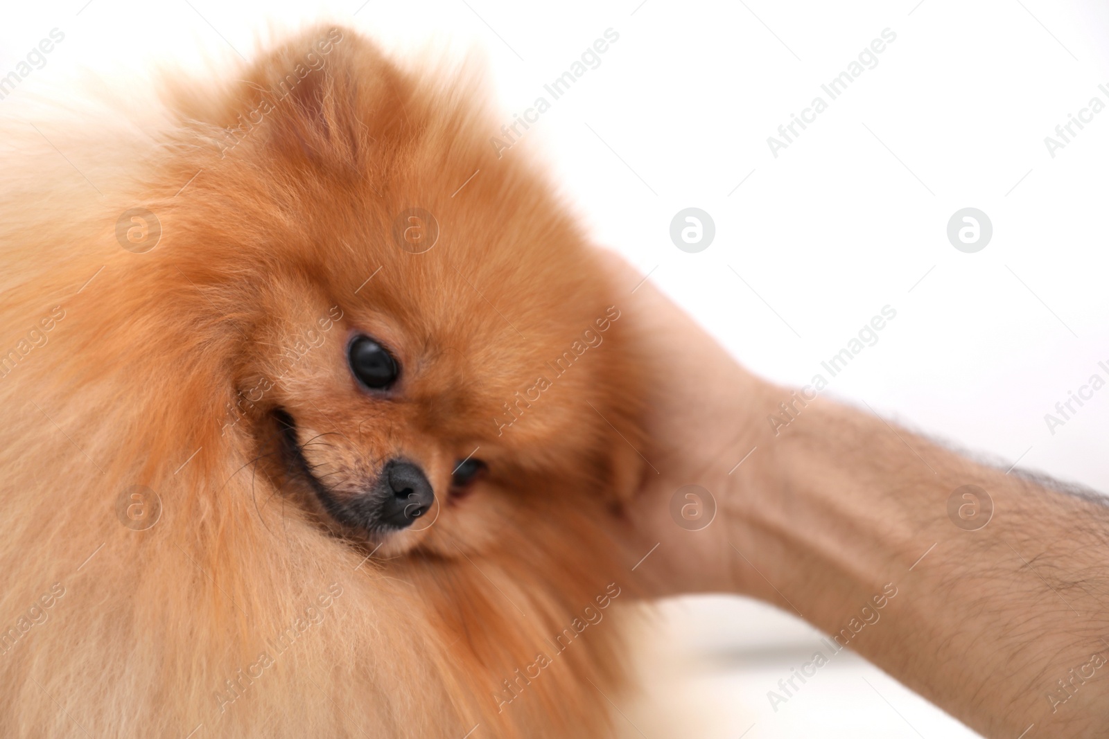 Photo of Young man and beautiful Pomeranian spitz dog on white background, closeup