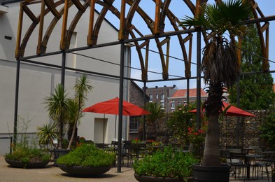 Beautiful plants with lush leaves growing near buildings outside