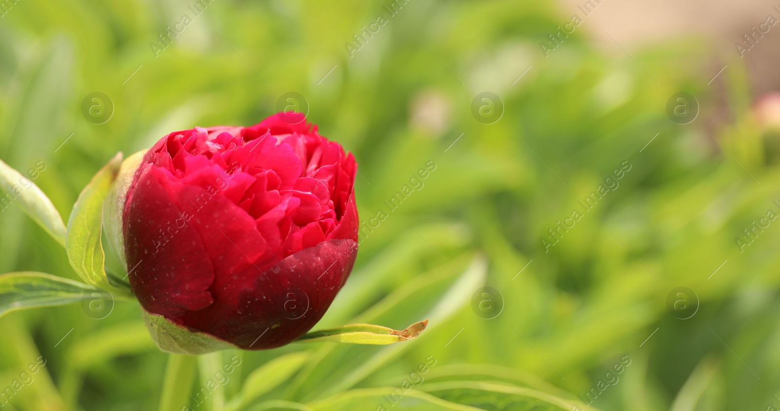 Photo of Beautiful red peony bud outdoors on spring day, closeup