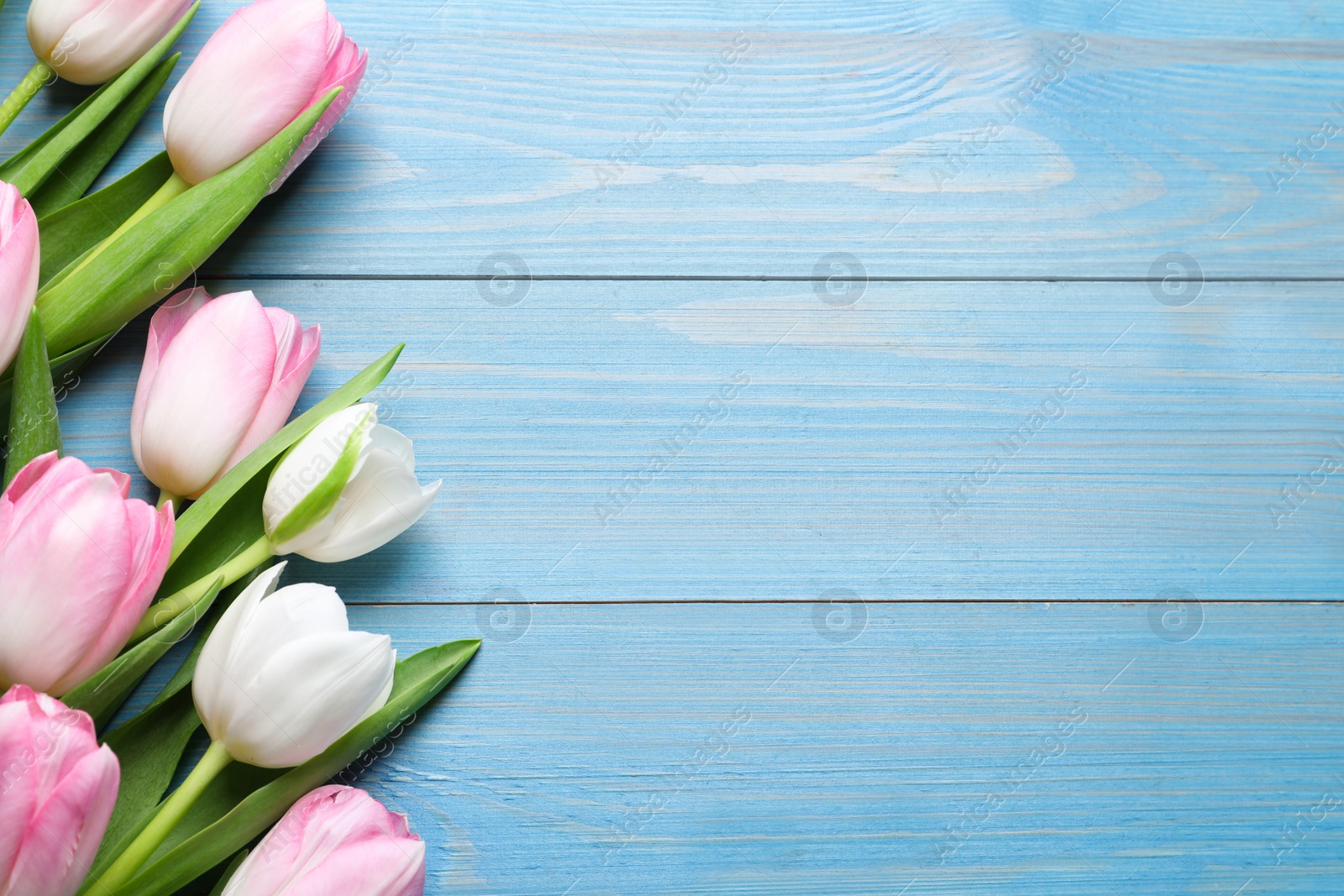 Photo of Beautiful pink spring tulips on light blue wooden background, flat lay. Space for text