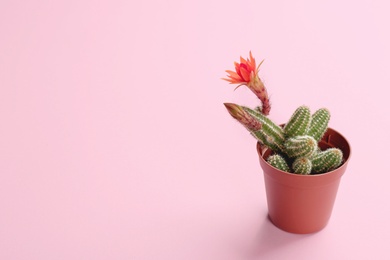 Photo of Cactus (Echinopsis chamaecereus) with beautiful red flower in pot on color background. Space for text
