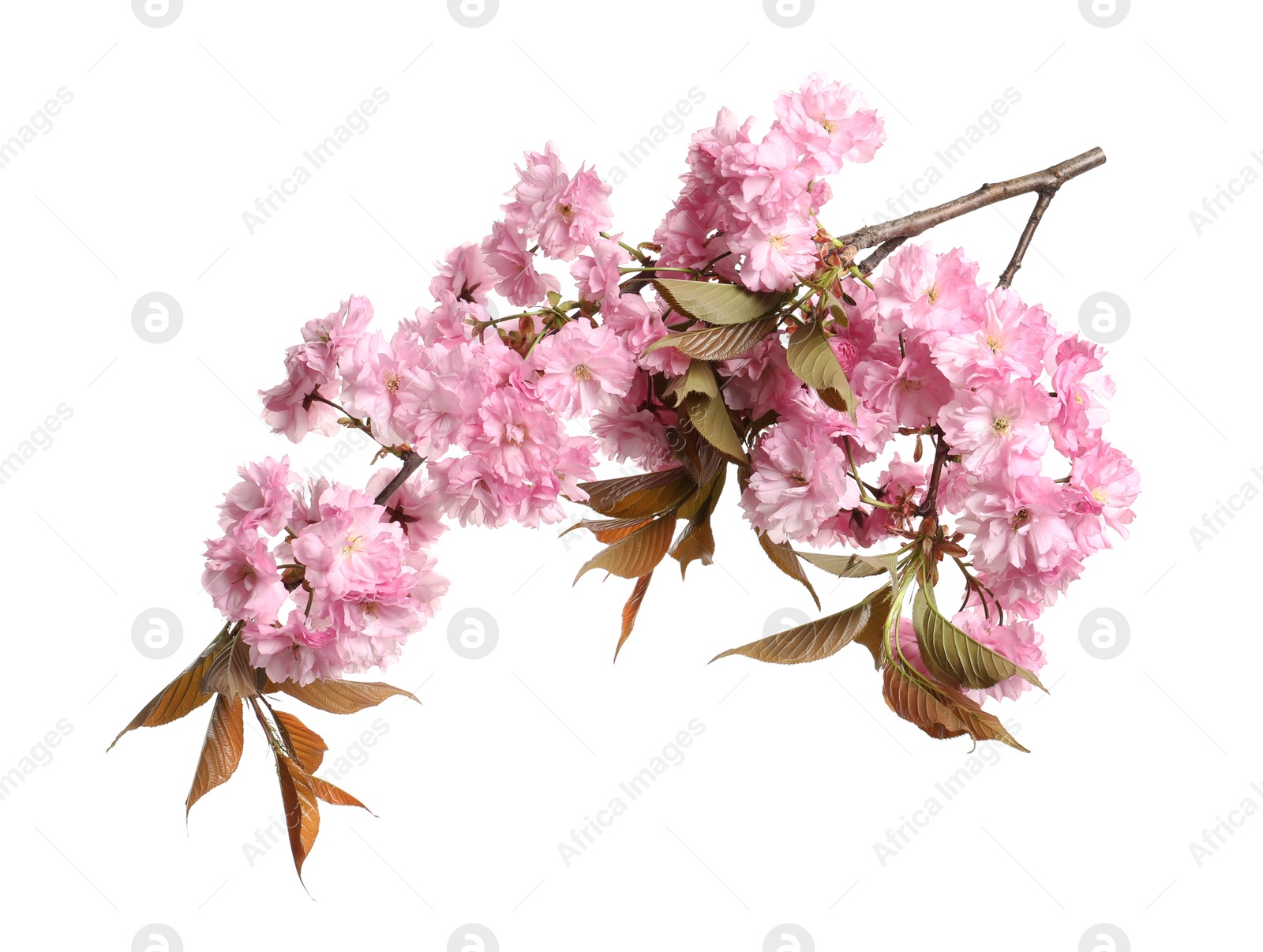 Photo of Beautiful sakura tree branch with pink flowers isolated on white