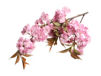 Photo of Beautiful sakura tree branch with pink flowers isolated on white