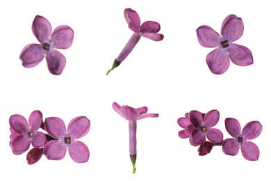 Image of Set of fragrant lilac flowers on white background