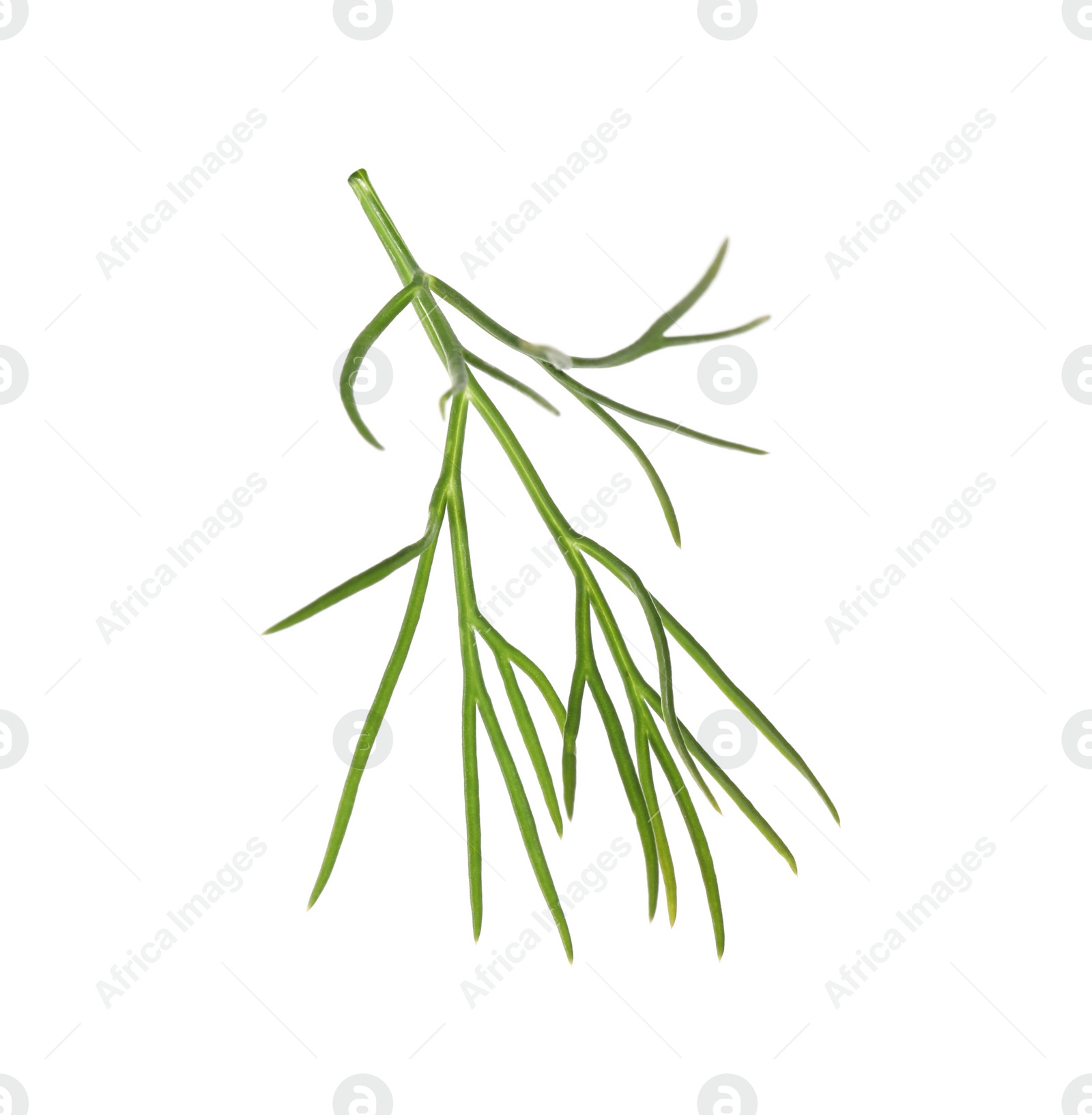 Photo of One sprig of fresh dill isolated on white