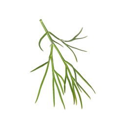 Photo of One sprig of fresh dill isolated on white