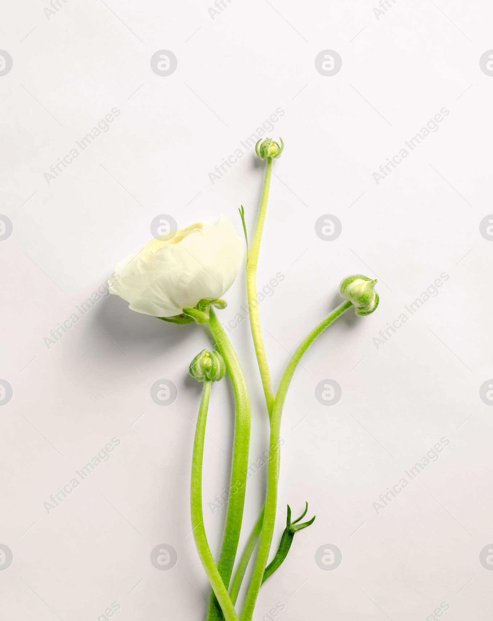 Photo of Beautiful ranunculus flower on white background