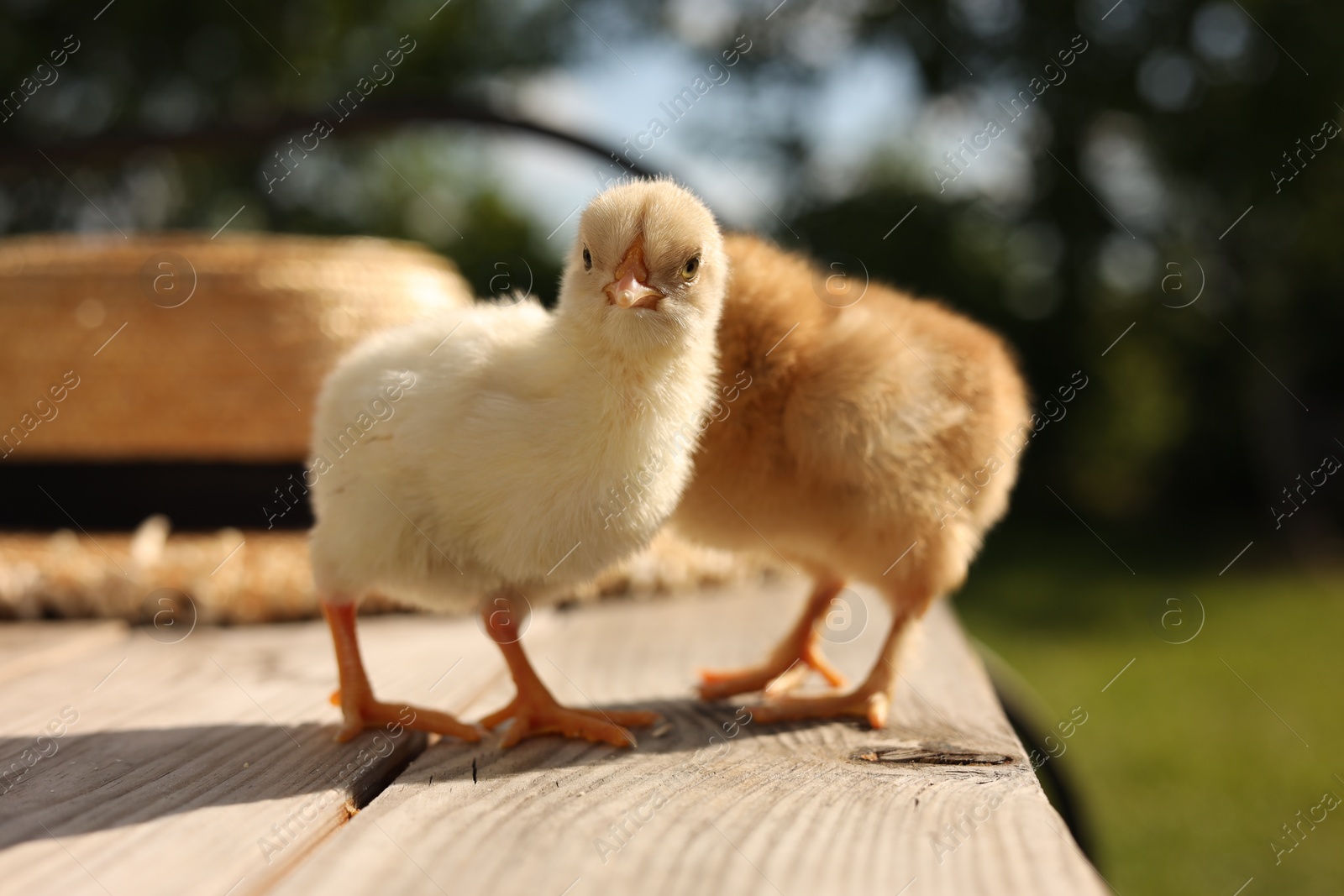 Photo of Cute chicks on wooden surface on sunny day, closeup. Baby animals