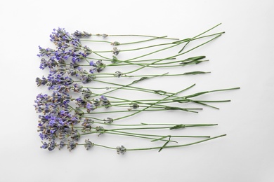 Beautiful blooming lavender flowers on white background