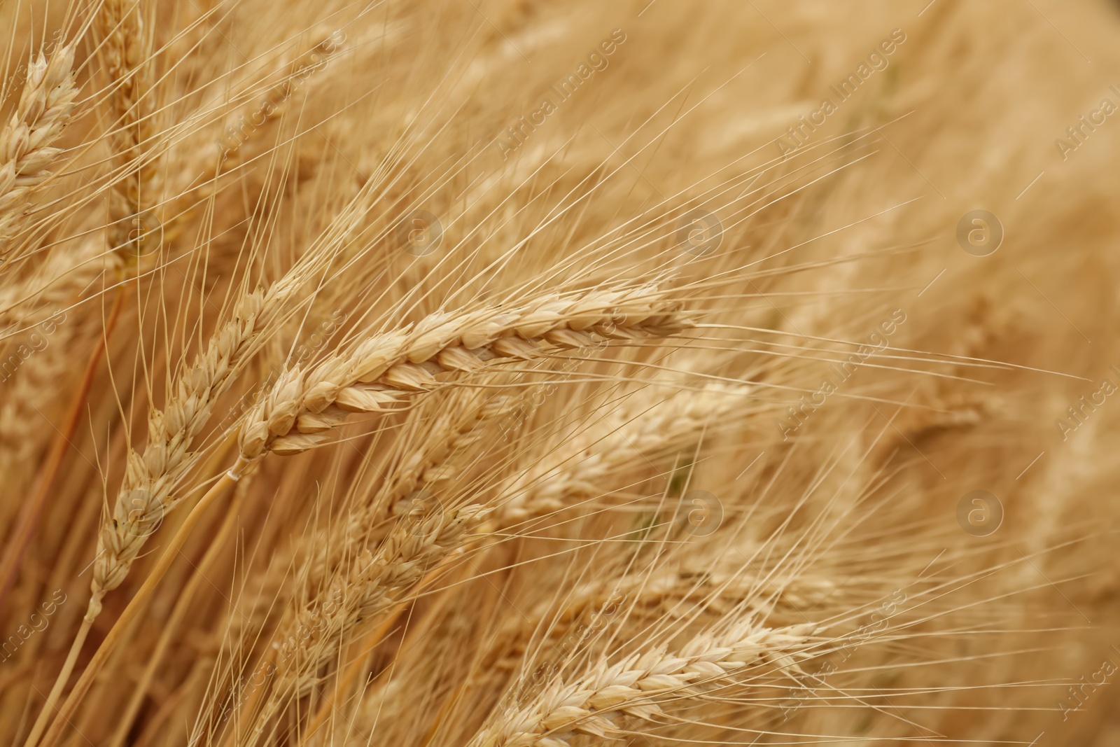 Photo of Beautiful ripe wheat spikes in agricultural field