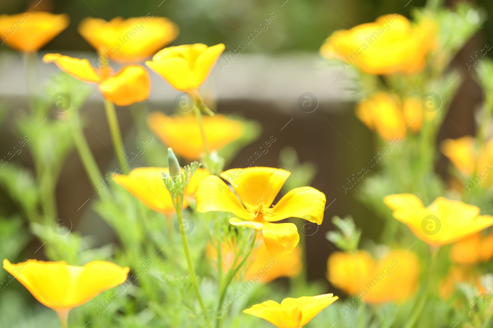 Photo of Beautiful spring flowers in garden on sunny day