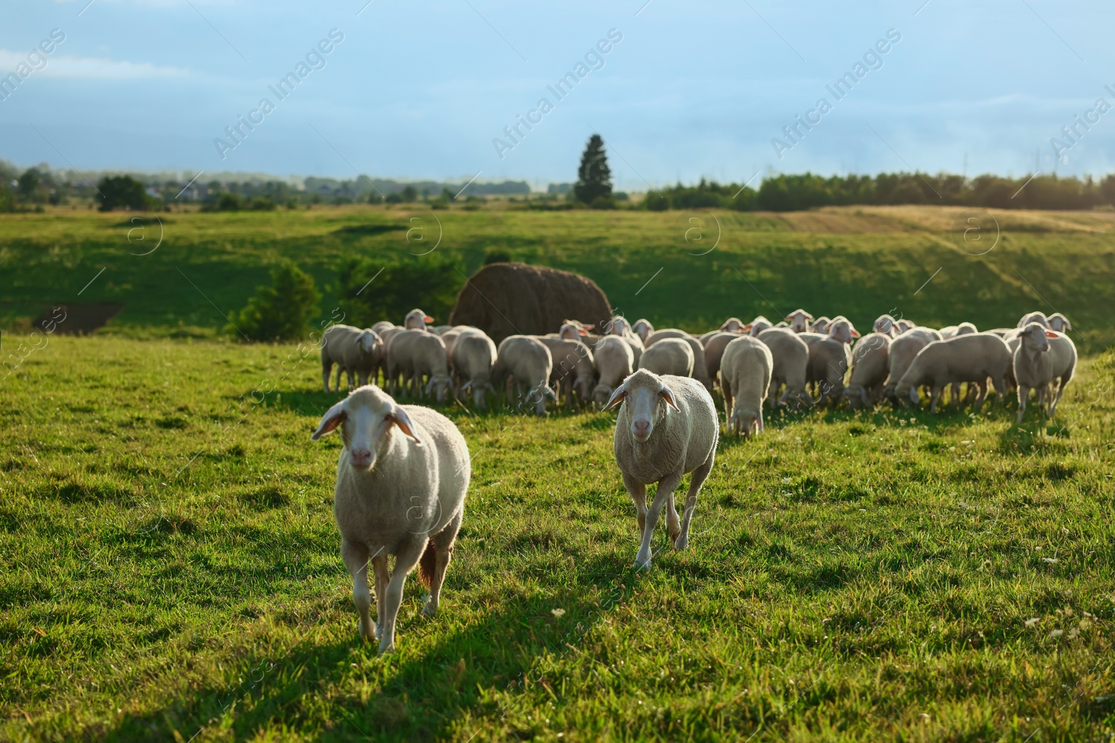 Photo of Many beautiful sheep grazing on pasture. Farm animals