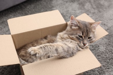 Photo of Cute fluffy cat in cardboard box on carpet