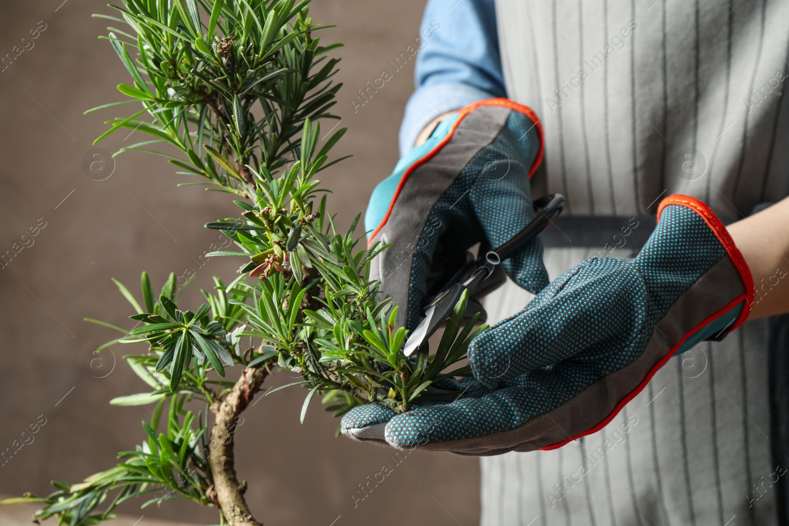 Photo of Woman trimming Japanese bonsai plant, closeup. Creating zen atmosphere at home