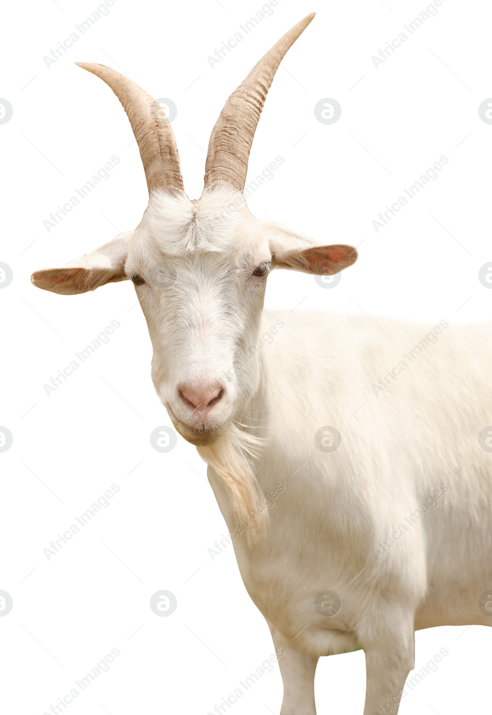 Image of Cute goat on white background. Animal husbandry