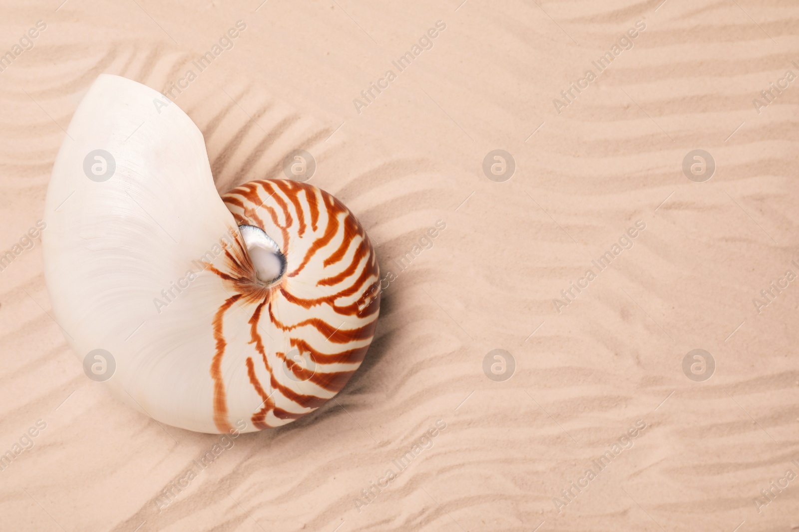 Photo of Nautilus shell on sand, top view. Space for text