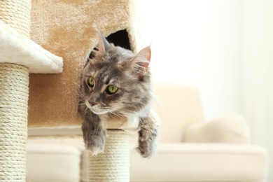 Photo of Adorable Maine Coon on cat tree at home. Space for text