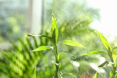 Bamboo stems with water drops on blurred background, closeup