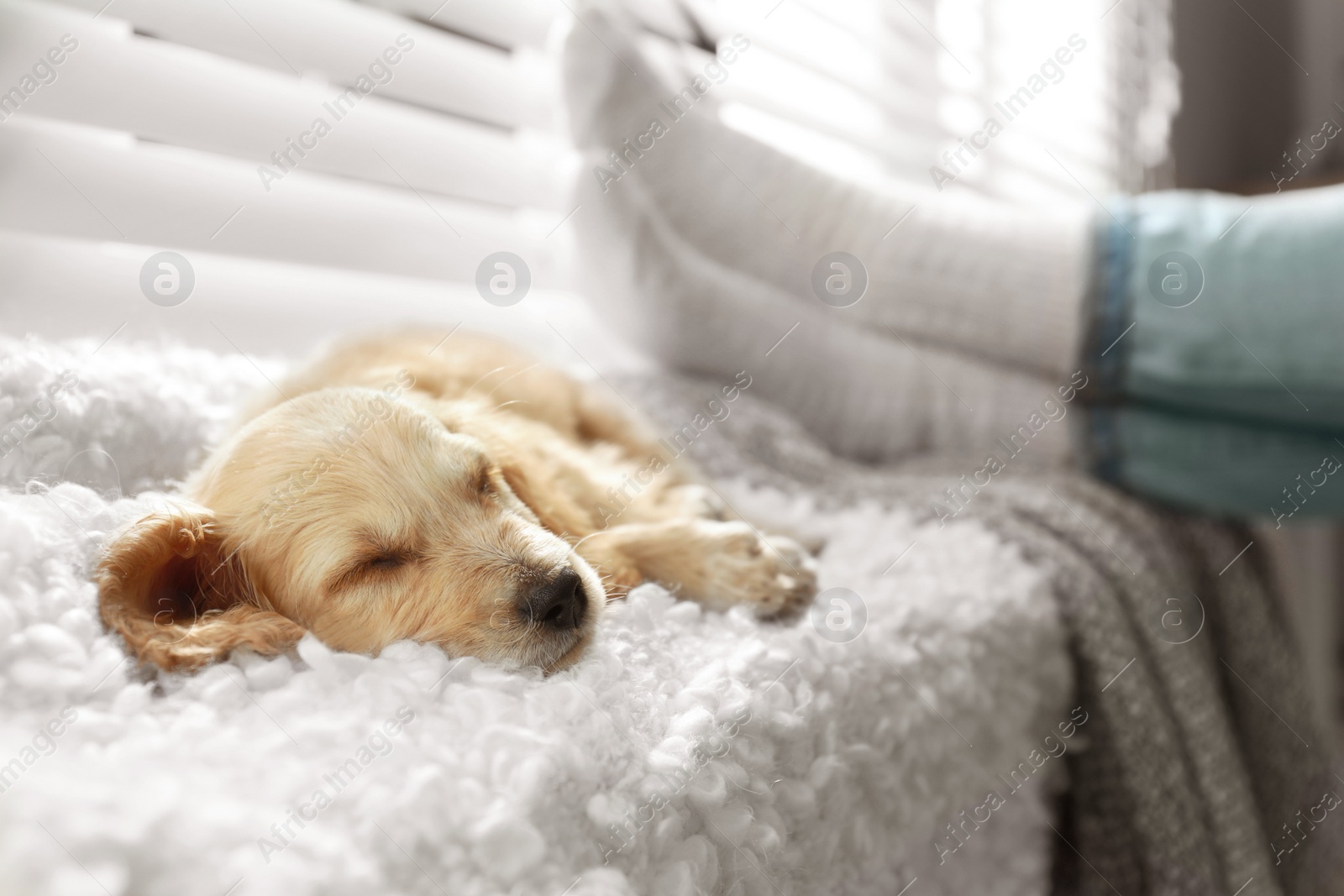 Photo of Cute English Cocker Spaniel puppy sleeping on plaid near window indoors