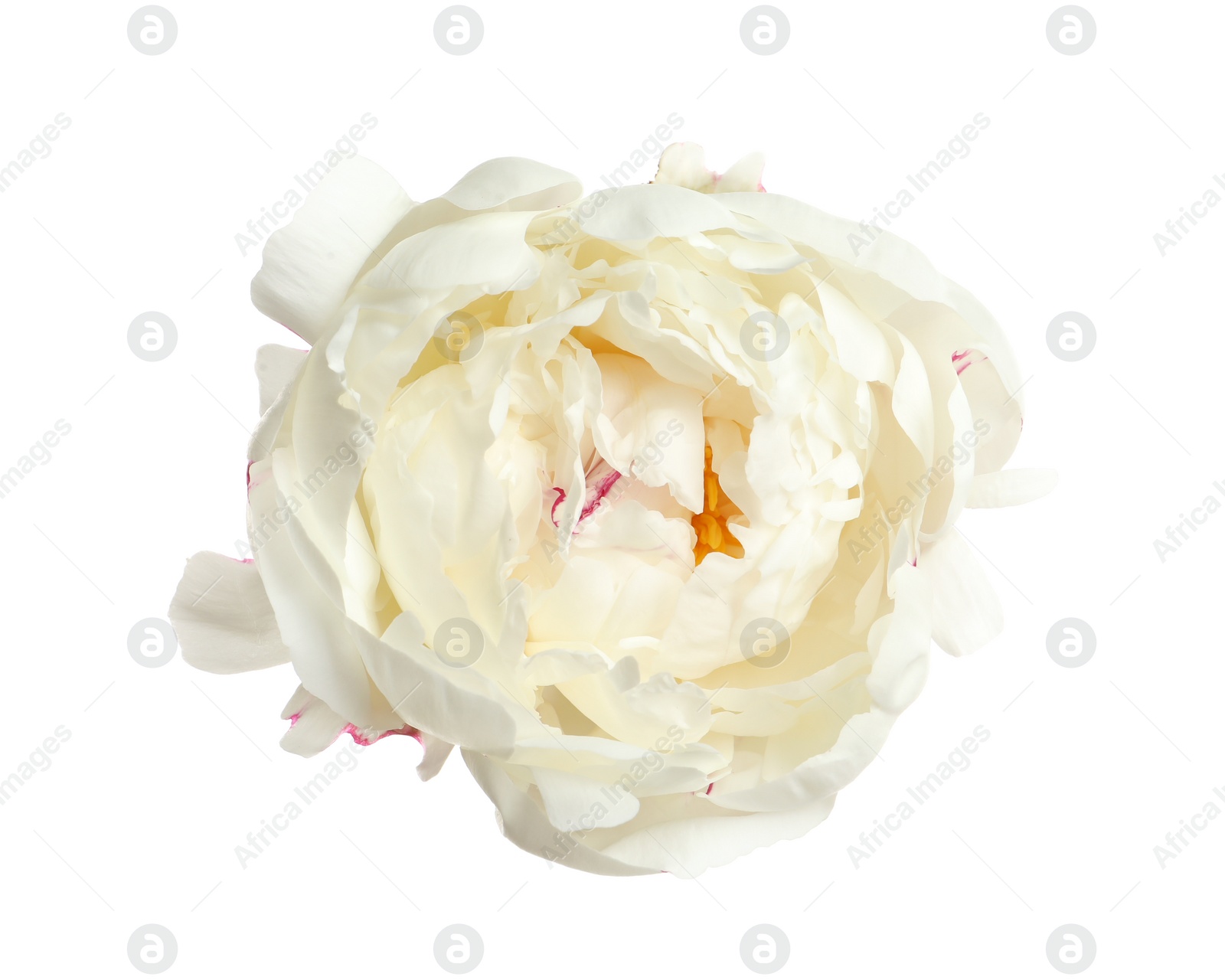 Photo of Beautiful fresh peony flower on white background, top view