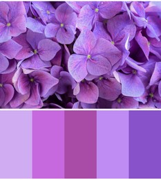 Image of Color palette appropriate to photo of beautiful bright hortensia flowers, closeup