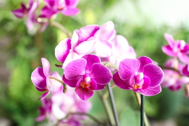 Beautiful blooming orchid on blurred background, closeup view