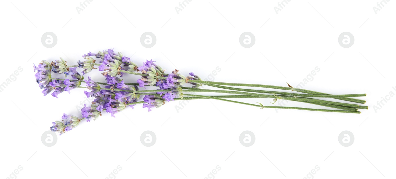 Photo of Beautiful tender lavender flowers on white background, top view