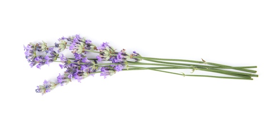 Beautiful tender lavender flowers on white background, top view