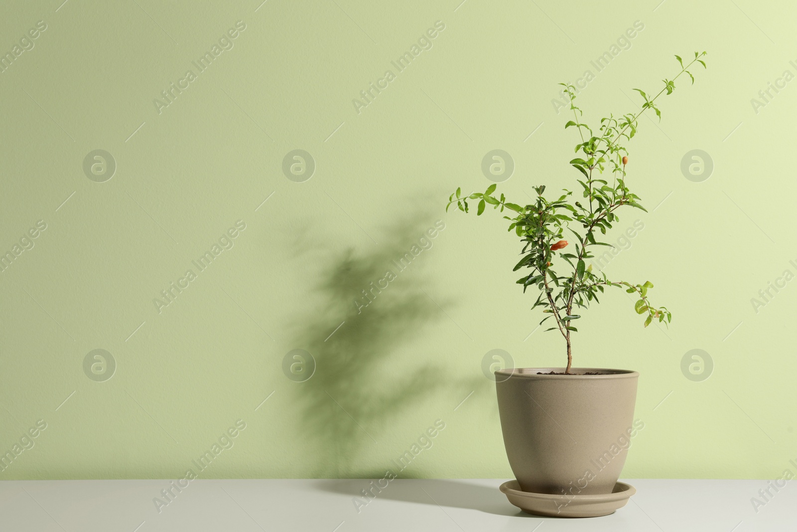 Photo of Pomegranate plant in pot on white table near light green wall, space for text