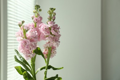 Photo of Beautiful pink flowers indoors, space for text
