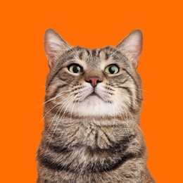 Image of Cute cat on orange background. Lovely pet
