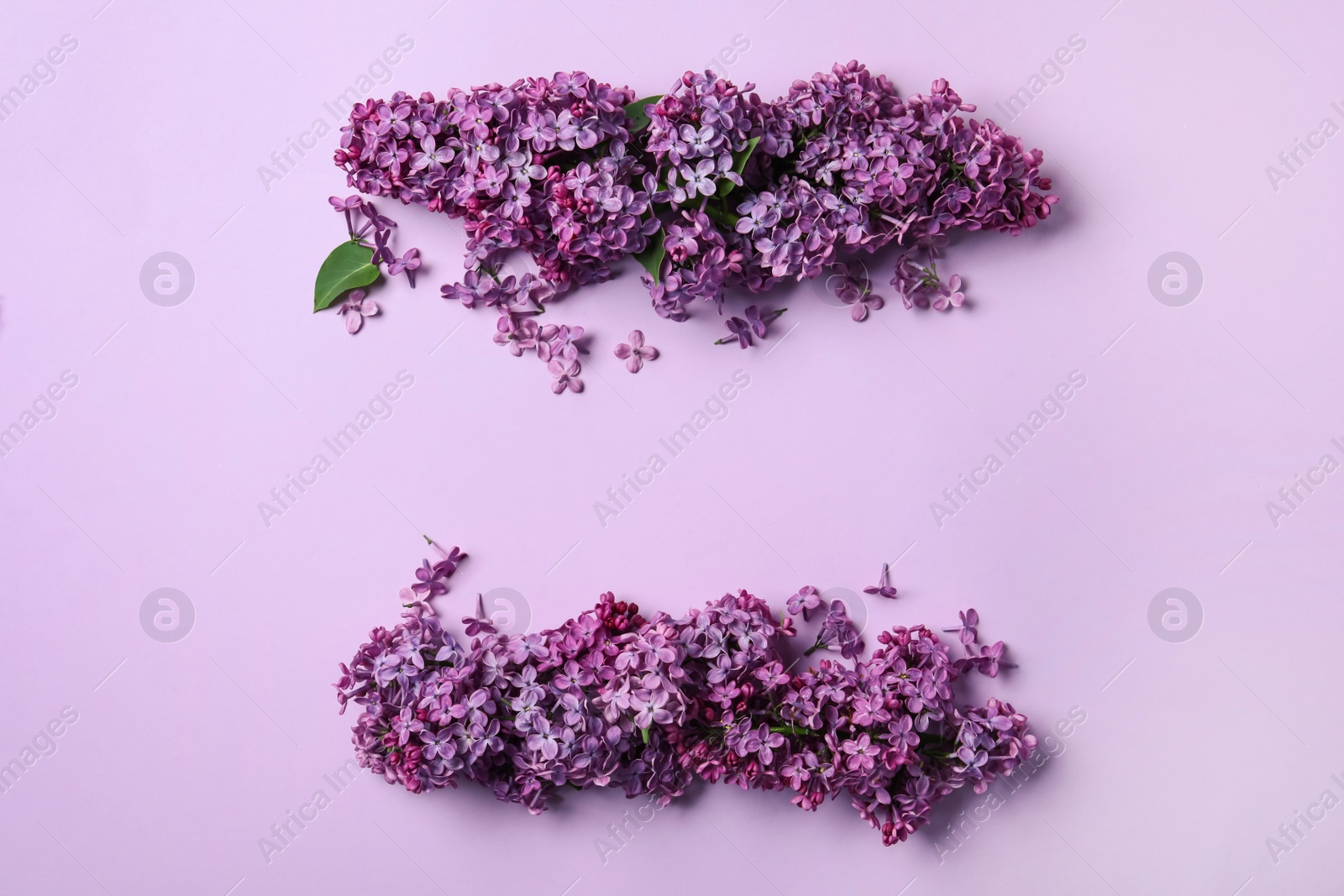 Photo of Beautiful lilac blossom on violet background, flat lay. Space for text
