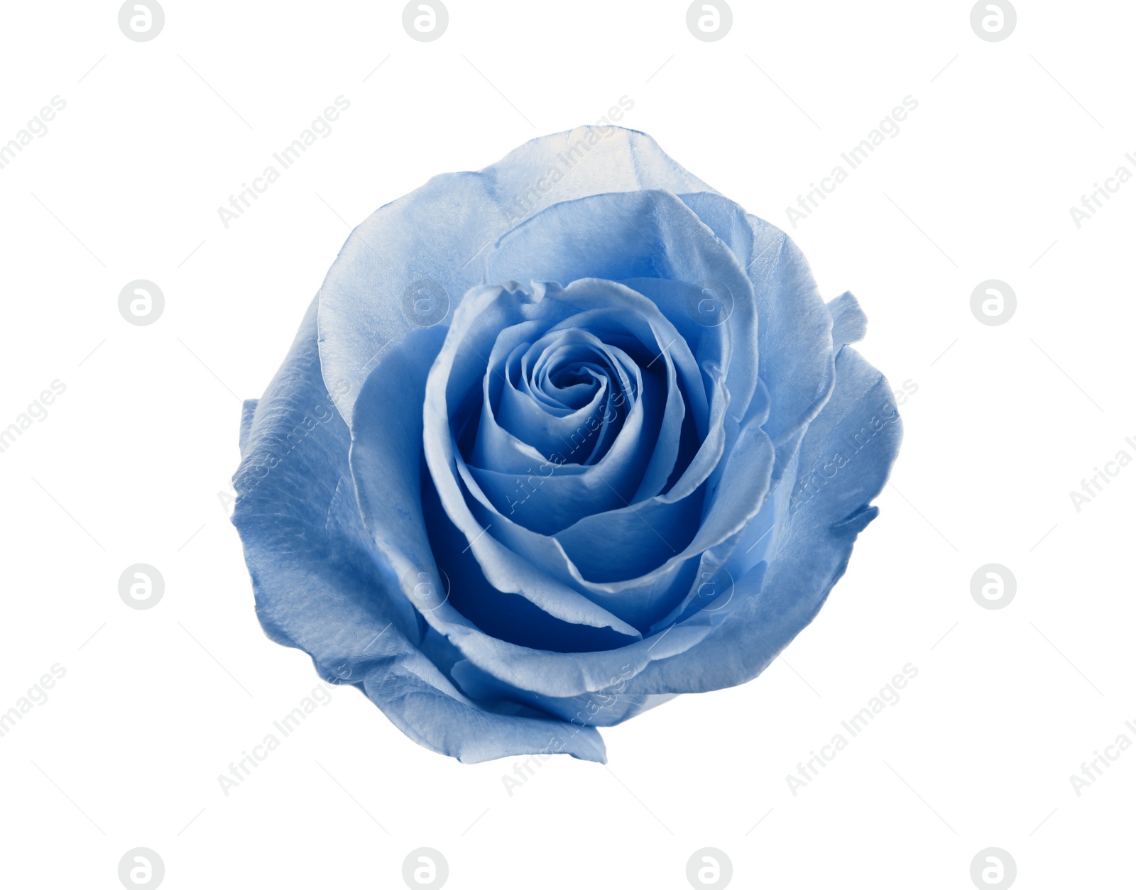 Image of Beautiful blooming light blue rose on white background