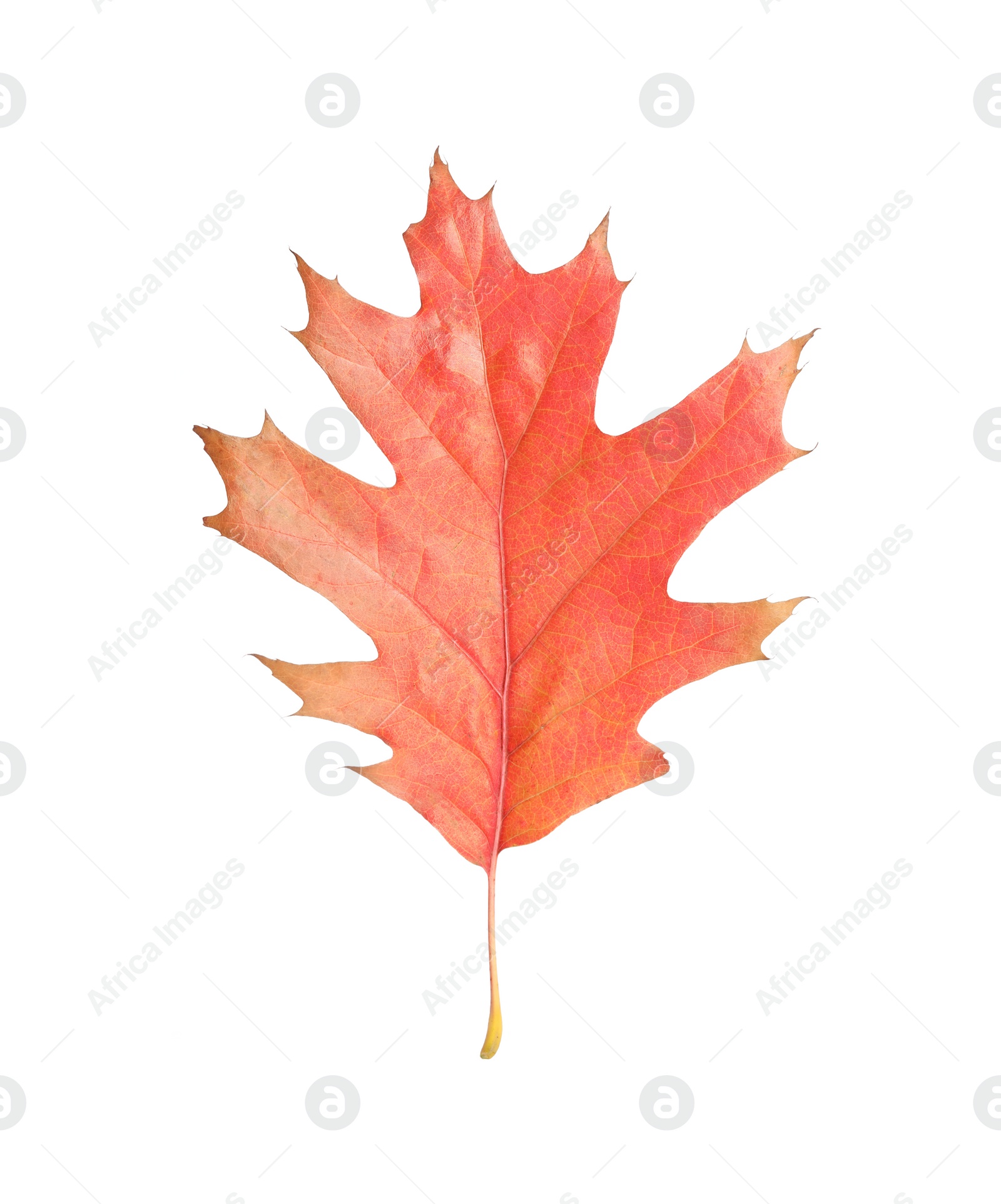 Photo of Autumn season. Oak leaf isolated on white