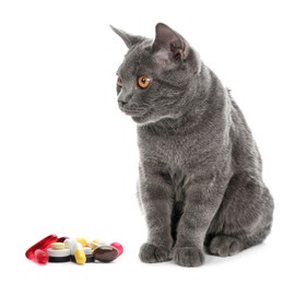 Vitamins for pets. Cute cat and different pills on white background
