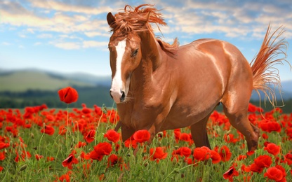 Beautiful chestnut horse running in poppy field near mountains